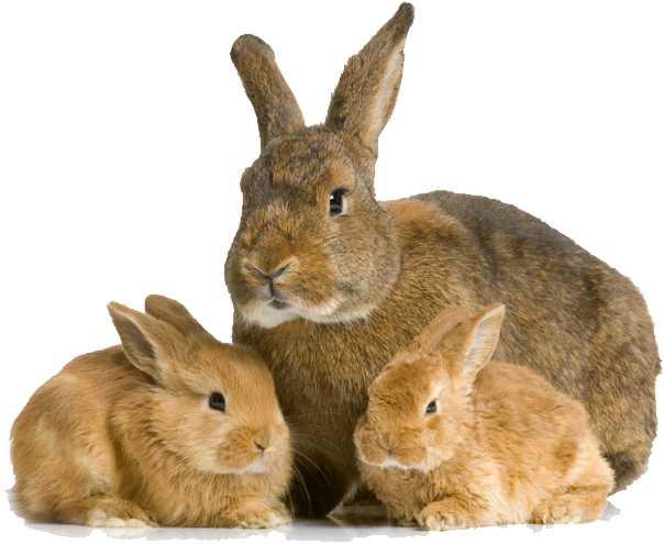 Three beautiful bunnies.