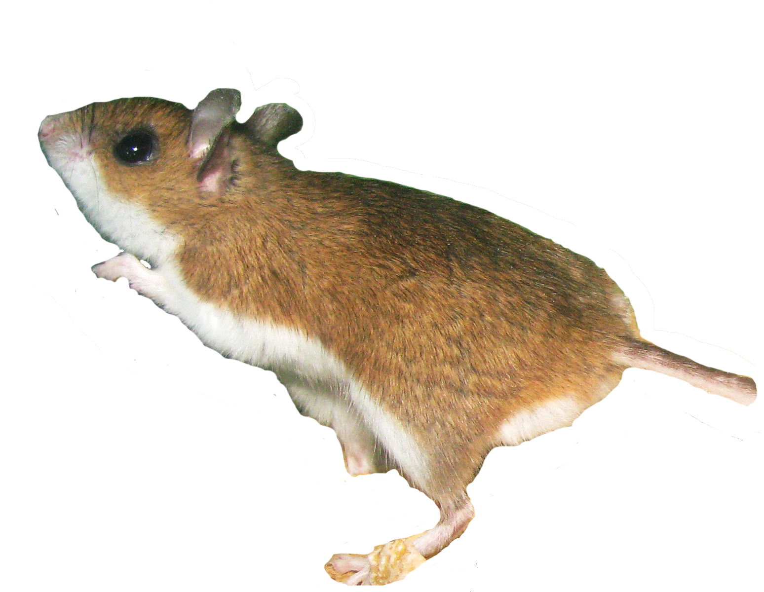 A deer mouse