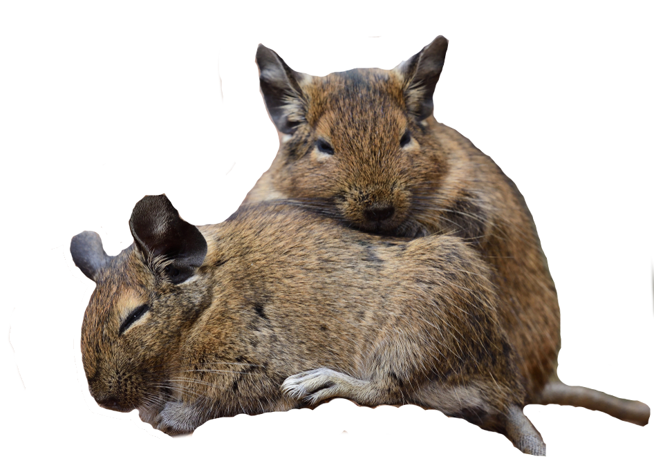 Two degus snuggling up
