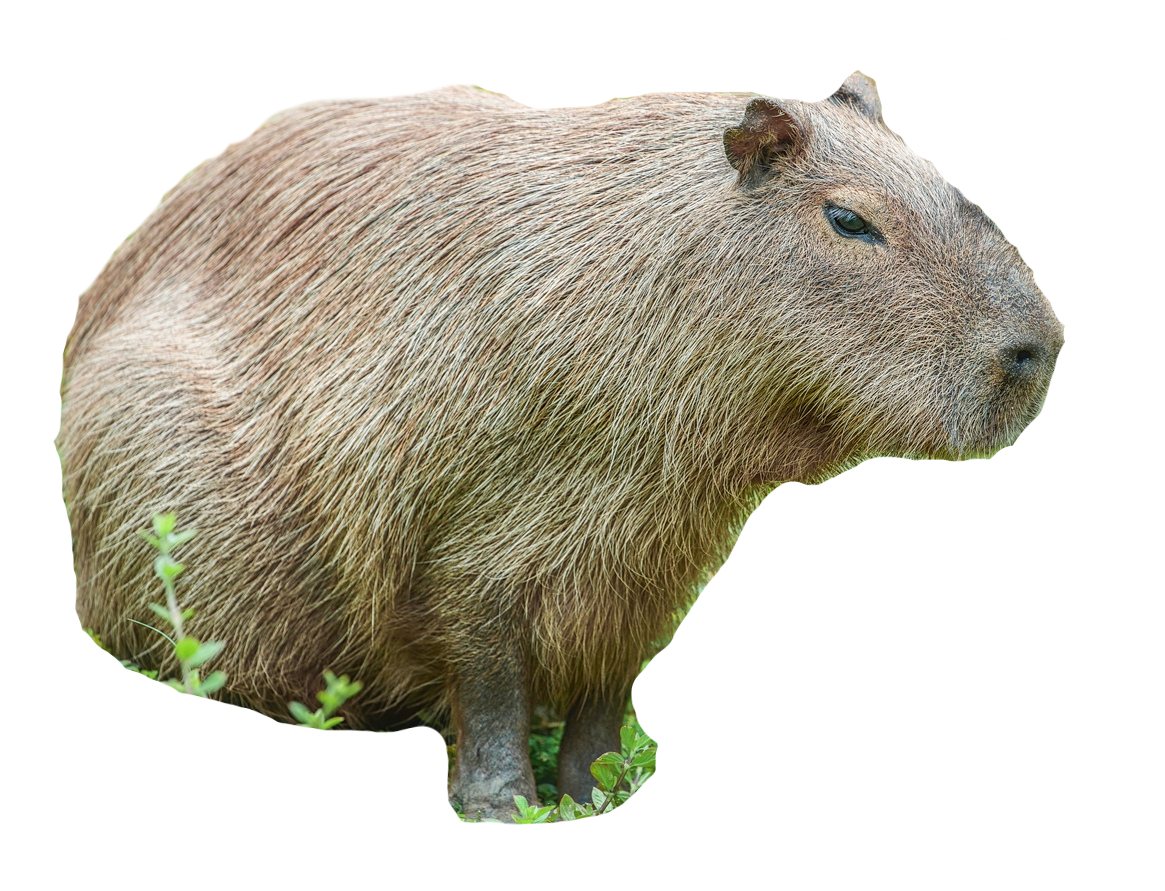 Lesser capybara amongst foliage (mostly not pictured)
