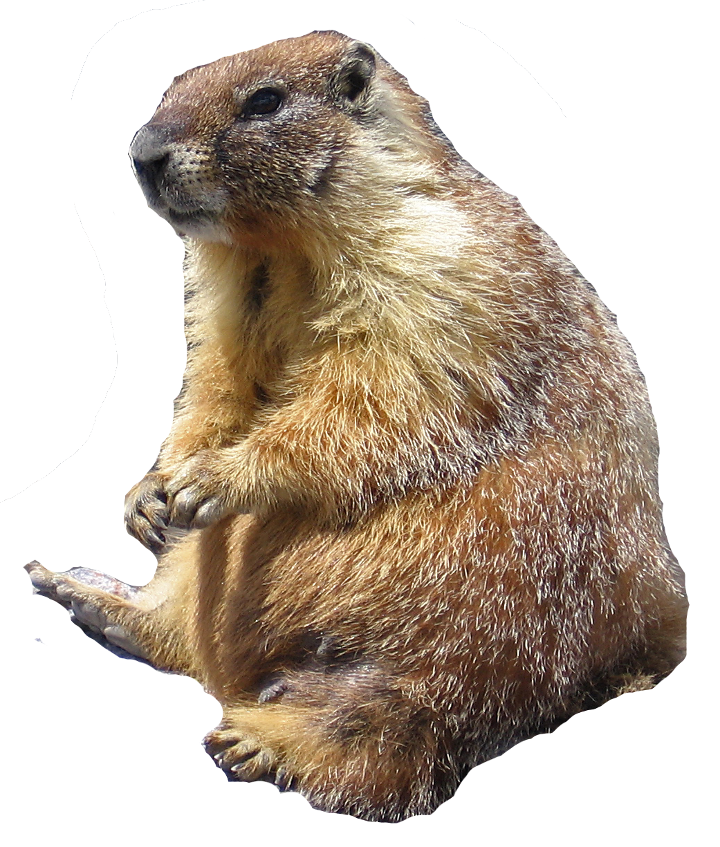 Marmot (Yellow-bellied)