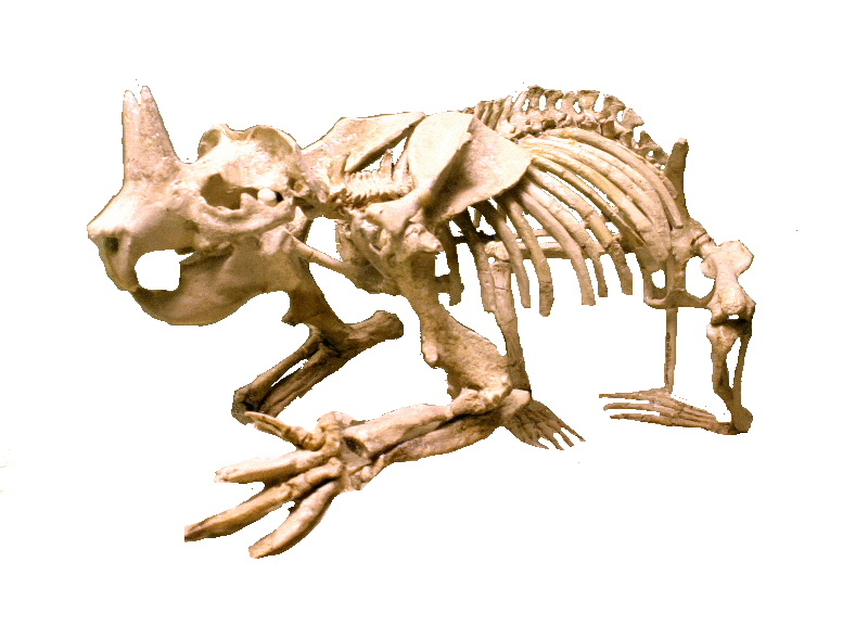 Skeleton of a horned gopher, presented next to an artist rendition of a living horned gopher.
