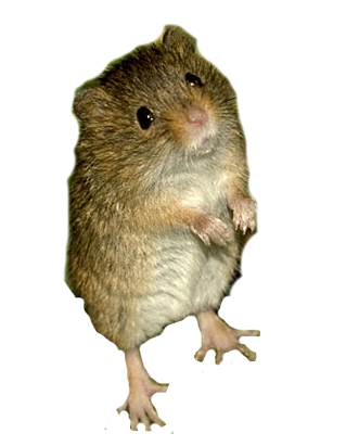 A salty, marshy, harvest mouse.