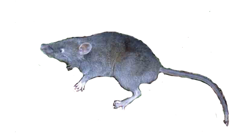 Tate's Sulawesi shrew rat
