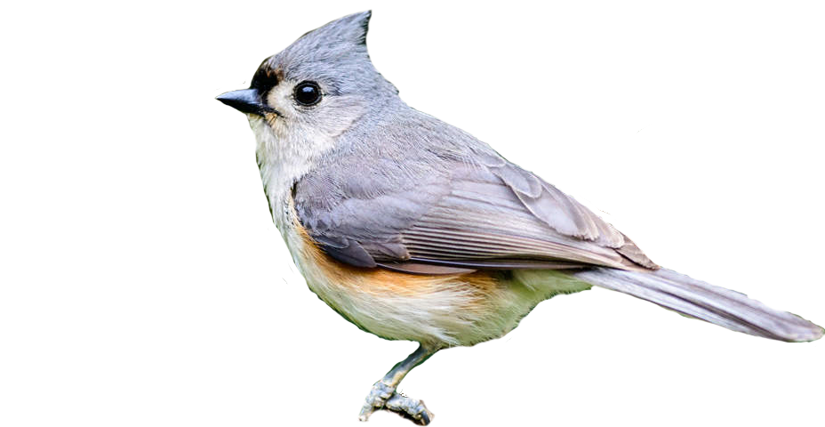 A blue titmouse, with tuft atop head.