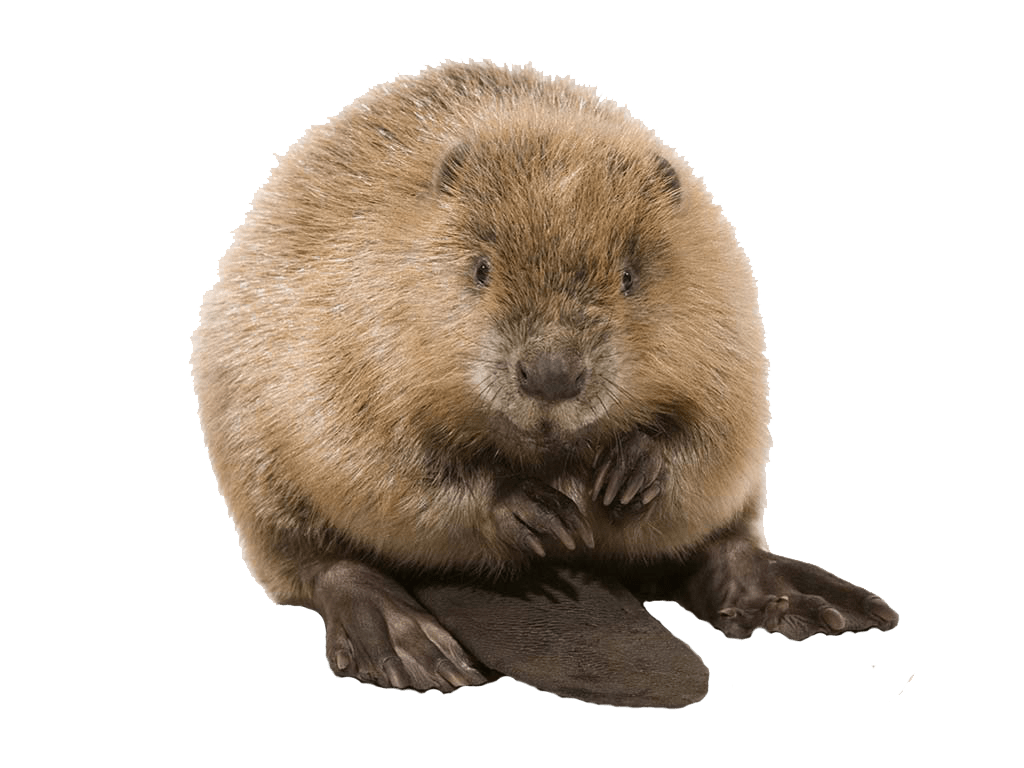 A beaver sitting on its butt