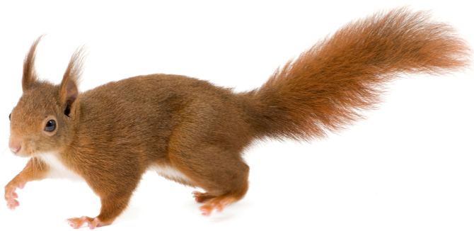Red squirrel walking