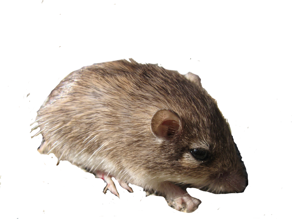 A spiny pocket mouse